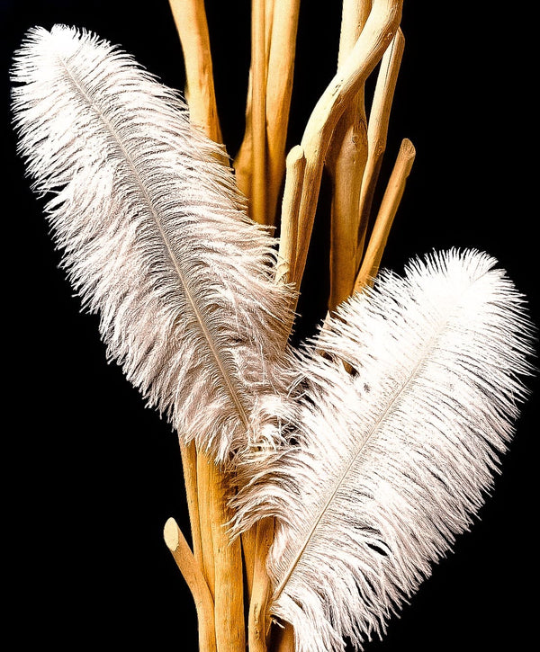 Plumes d'autruches blanches 45-50 cm